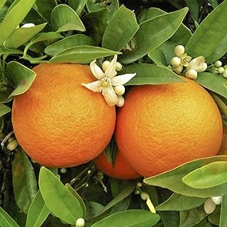 Large Citrus Orange Tree Supplied in 4L Pot, Established Plant Around 70-90cm Tall, Exotic Fruit Tree for Garden, Citrus Tree for Patio and Plant Pot, Outdoor Plants