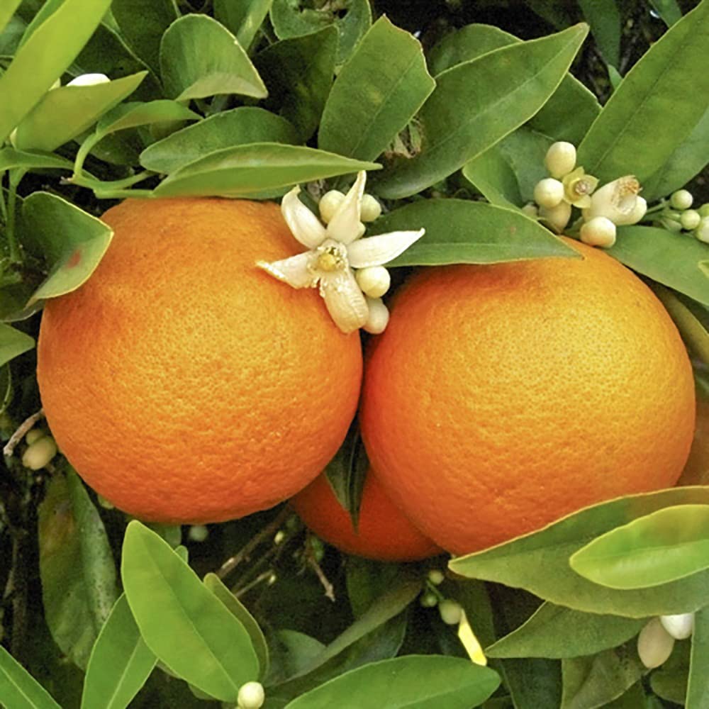 YouGarden Large Citrus Orange Tree Supplied in 4L Pot, Established Plant Around 70-90cm Tall, Exotic Fruit Tree for Garden, Citrus for Patio and Plant Pot, Outdoor Plants