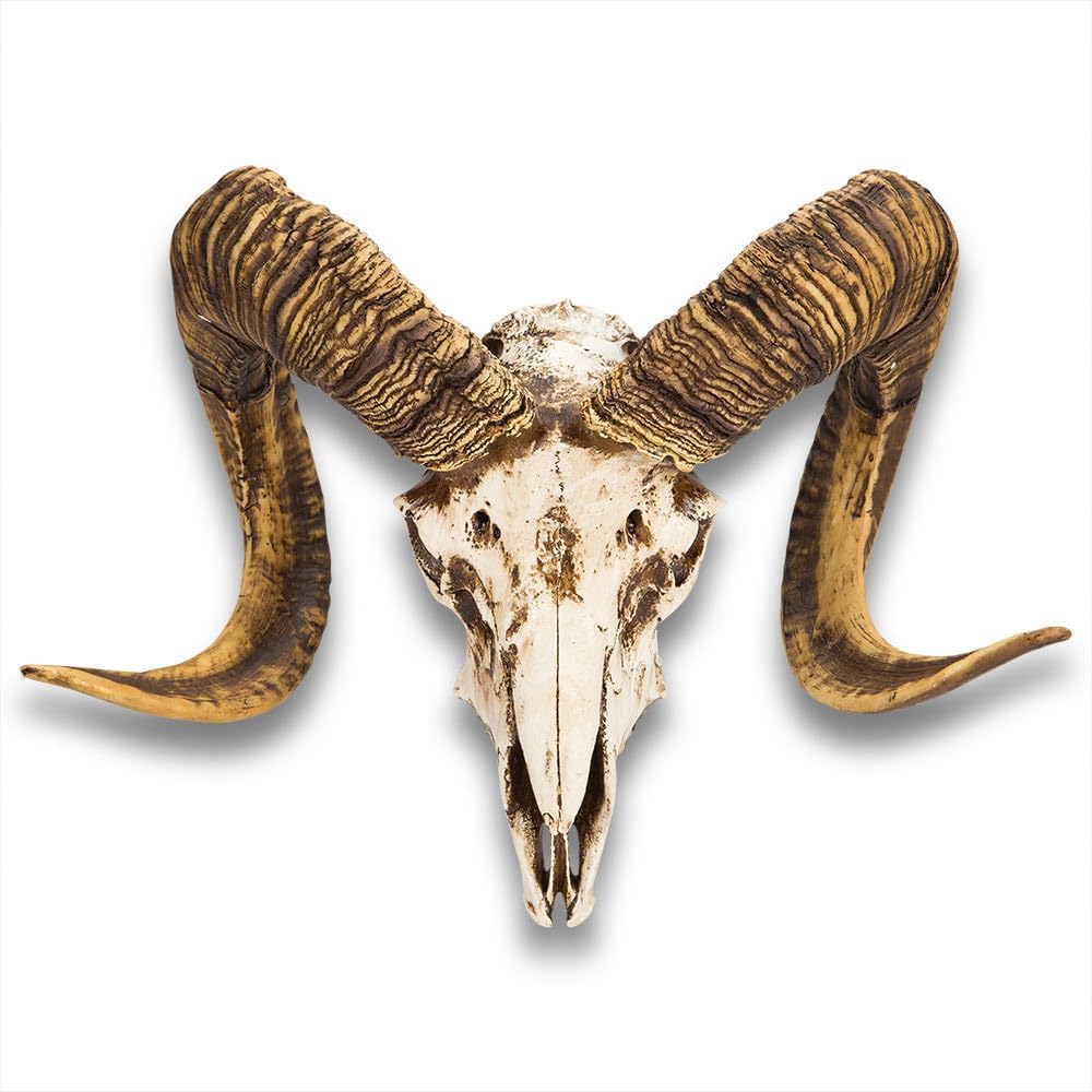 Bighorn Sheep Ram Skull Replica - Life Sized, Authentic Anatomical Details - Cold Cast Polyresin - Large Curled Horns - Home Decor, Collectible, Teaching Tool