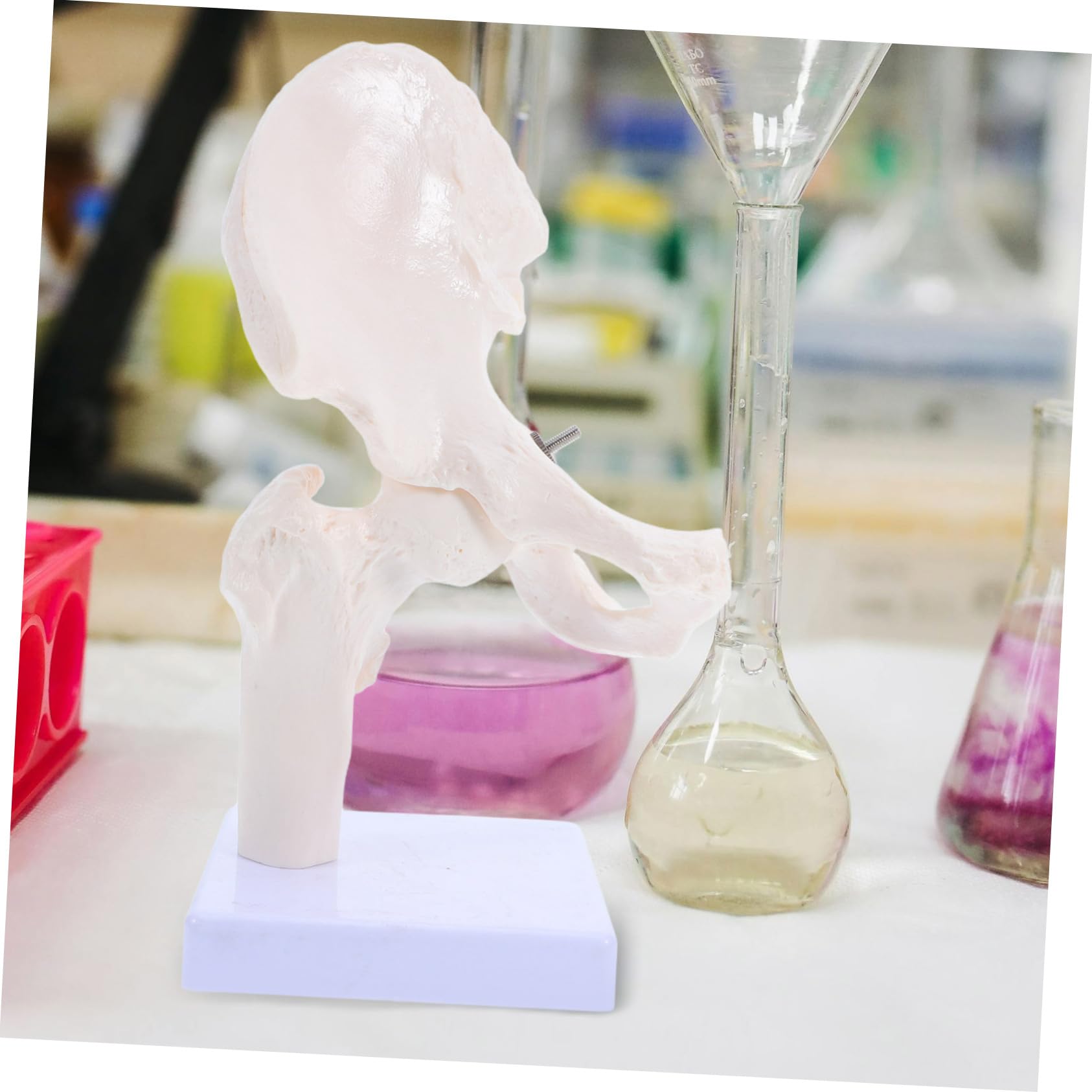 PRETYZOOM Modello Scheletro Umano Anatomico Struttura Scheletrica Giocattolo Modello Didattico per Studio Parte Rimovibile Materiale Durevole