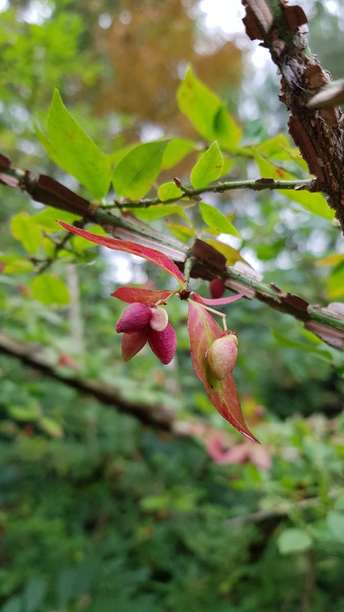 Euonymus alatus/Fusain à bois ailé/Conteneur de 7 à 10 litres