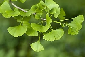 Maidenhair Ginkgo Biloba Tree