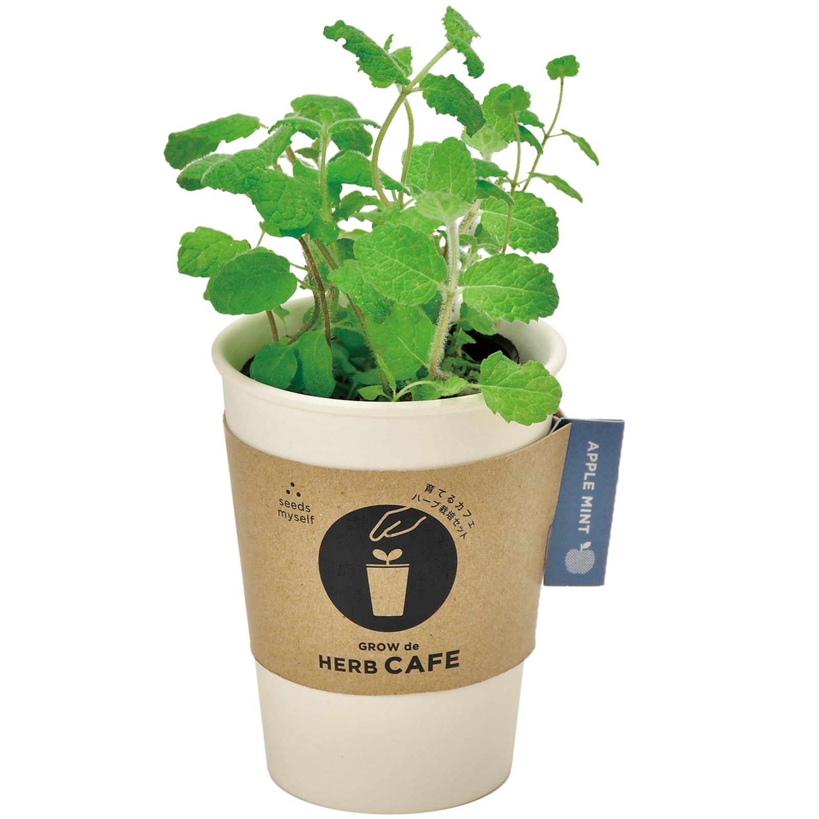 Amazon｜聖新陶芸 通年 家庭菜園 簡単 栽培キット アップルミント 香草