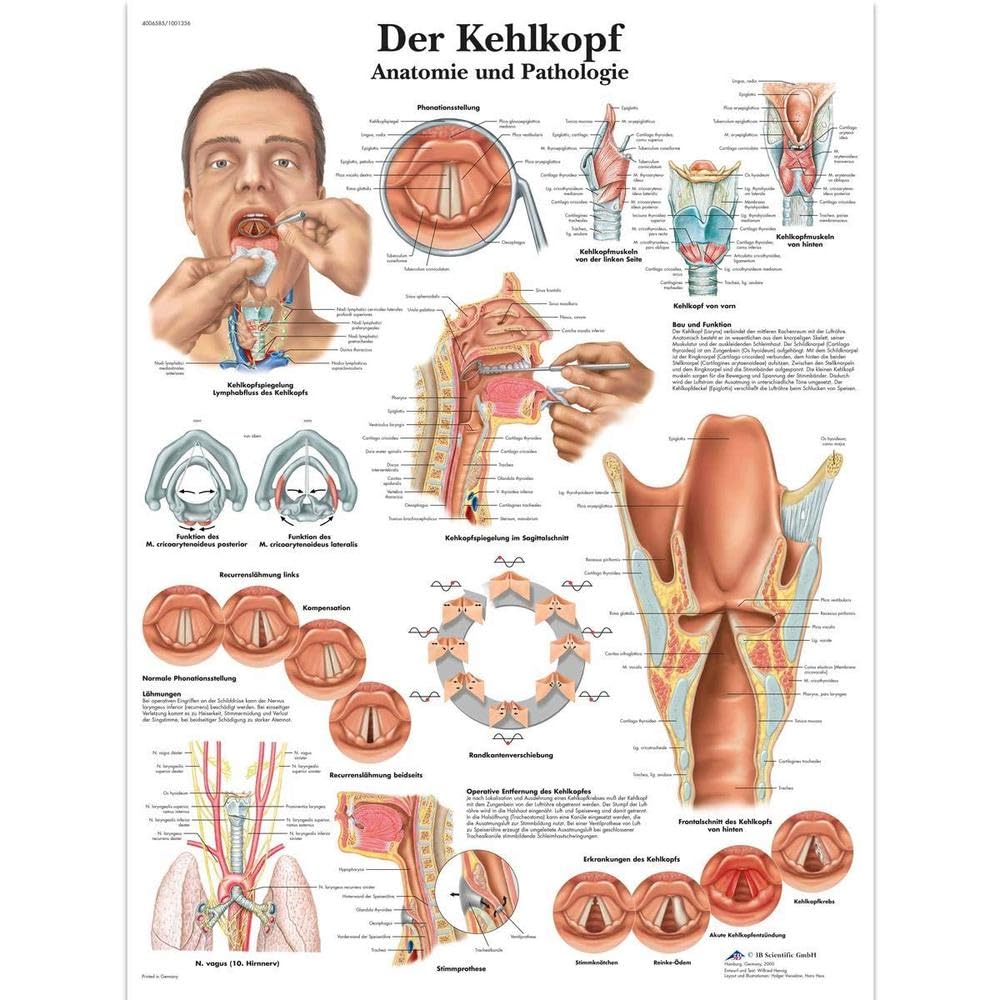 3B Scientific Laminated Educational Board - 'Der Kehlkopf' ('The Larynx') [German language]