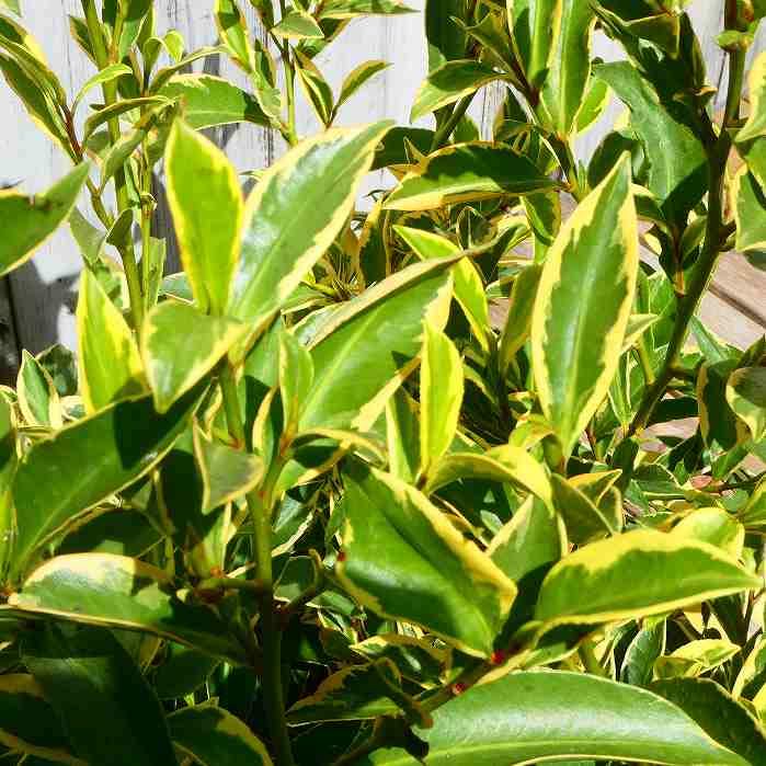 Amazon | サカキ 斑入り 苗木 5号 植木 常緑樹 240910 | 植木