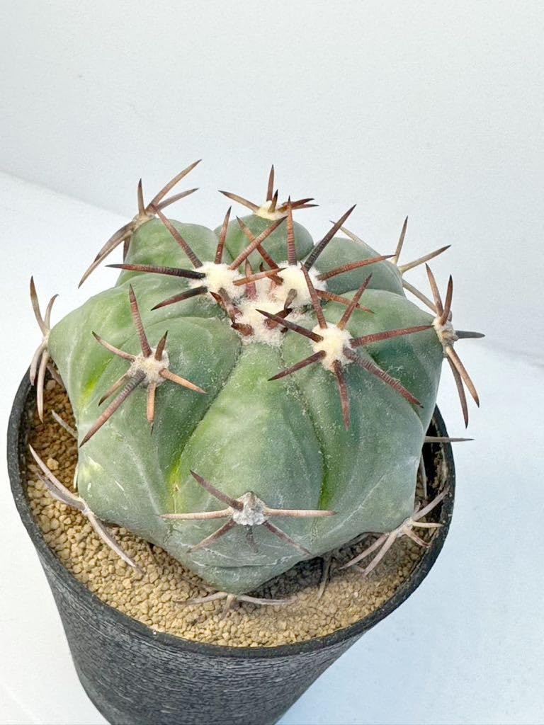 Amazon.co.jp: エキノカクタス 小平丸 (Echinocactus moelleri) 実生