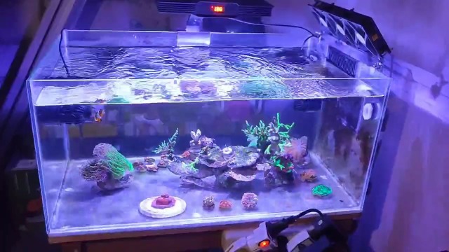 Lighting for Fish Observation in Reef Tanks: Ultimate Guide