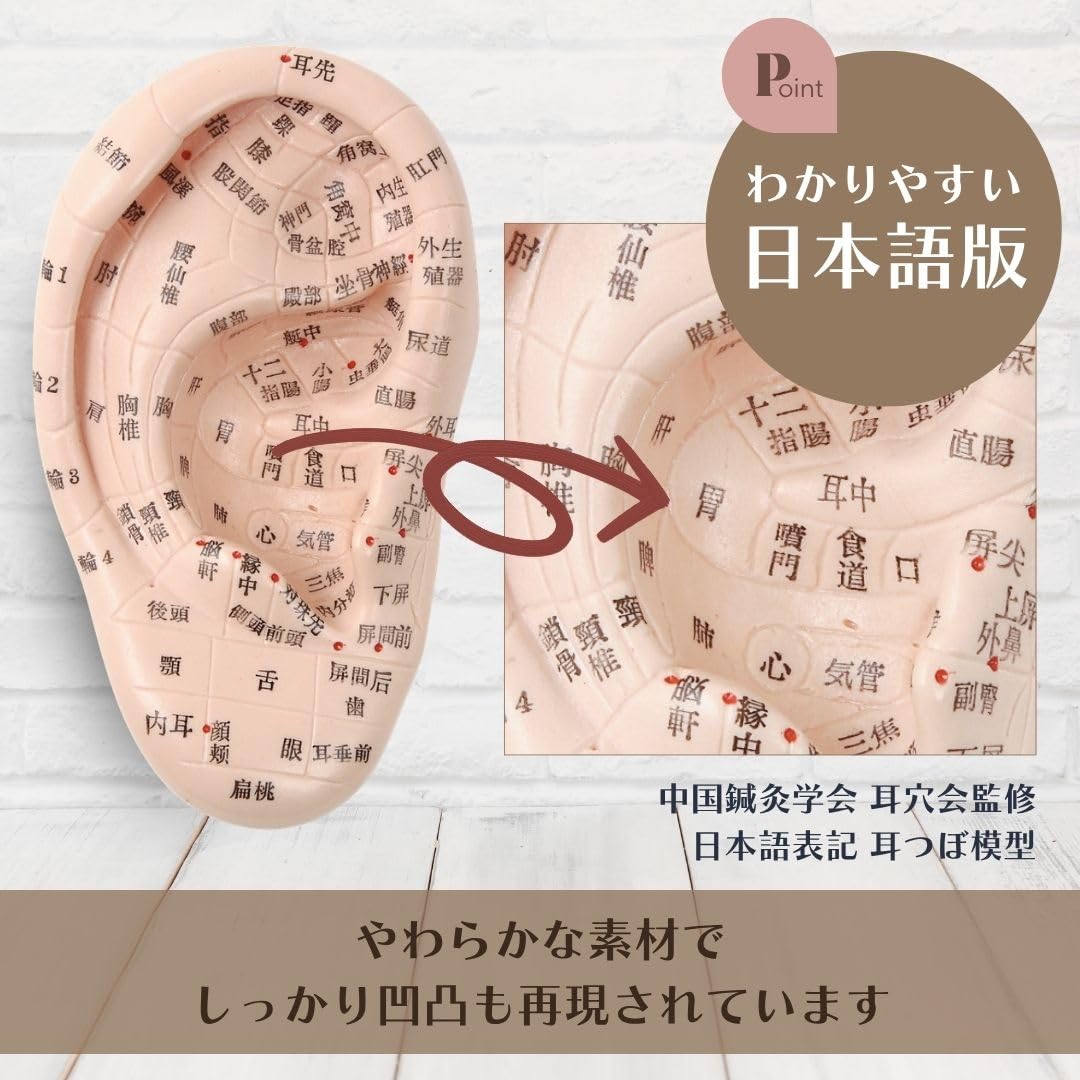 Amazon.co.jp: Beautear 耳つぼ模型 日本語版 17cm 耳模型 日本語表記