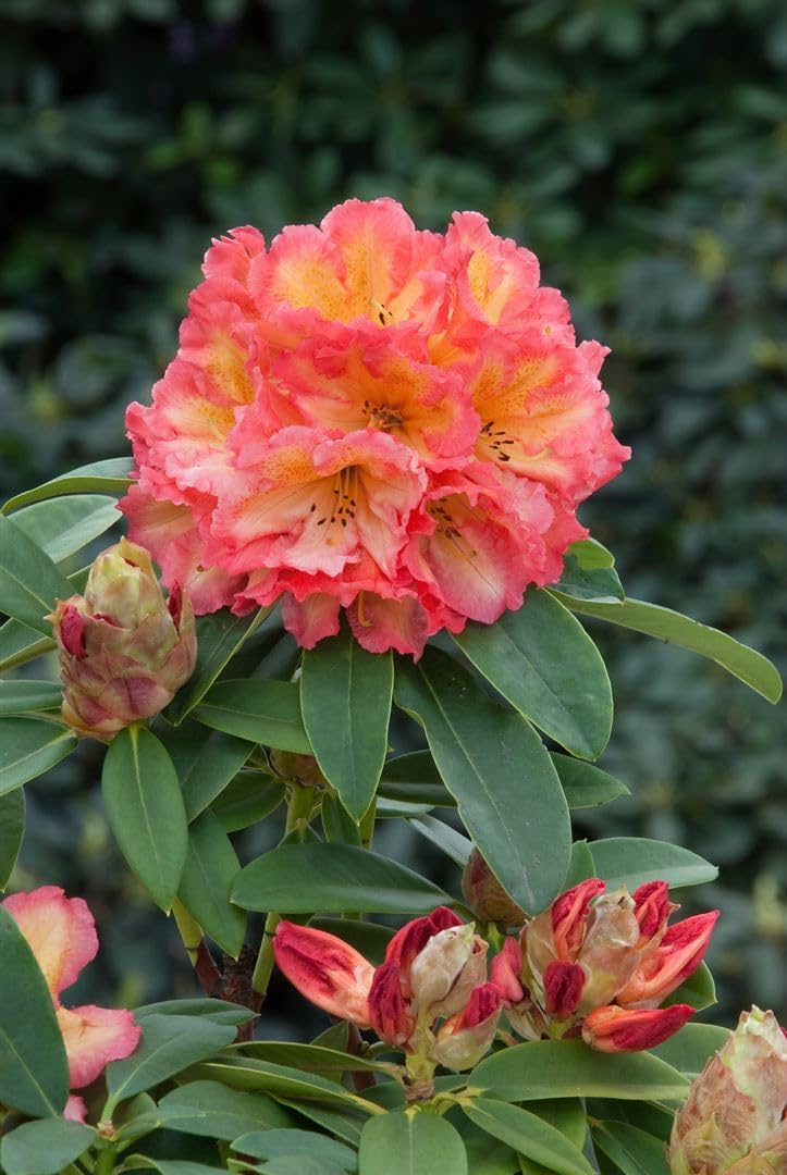 Immergrner Rhododendron 30-40 Cm Alpenrose Rhododendron Sun Fire 30-40 Cm  Hoch Im 5 Liter Container  Leuchtend Rote Blten, Winterhart