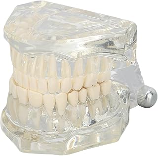 Transparent Dental Model, Clear and Educational Teeth Display Model for Dental Clinic Transparent Teeth Model Dental Teeth Teaching Model Standard Dental Teeth Model Transparent De