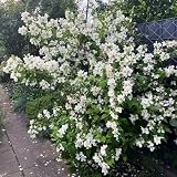 philadelphus decoración Decoraciones de jardín exteriores de semillas interior semillas resistentes 60pcs