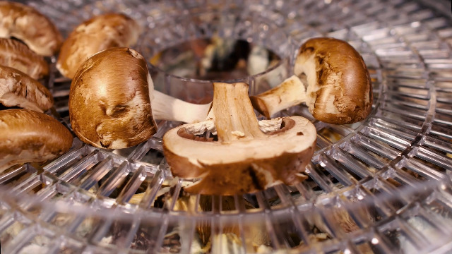 mushroom　0120 Amazon.com: Myco Labs 350 Watt Mushroom Dehydrator with