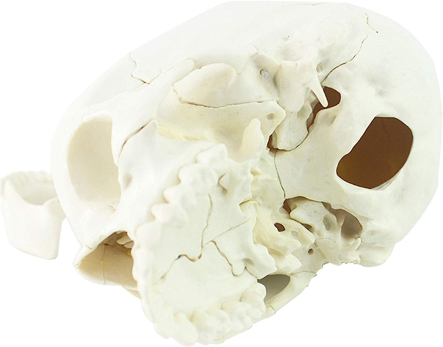 Amazon.com: Education Model, Adults Skull Disassembled Anatomical