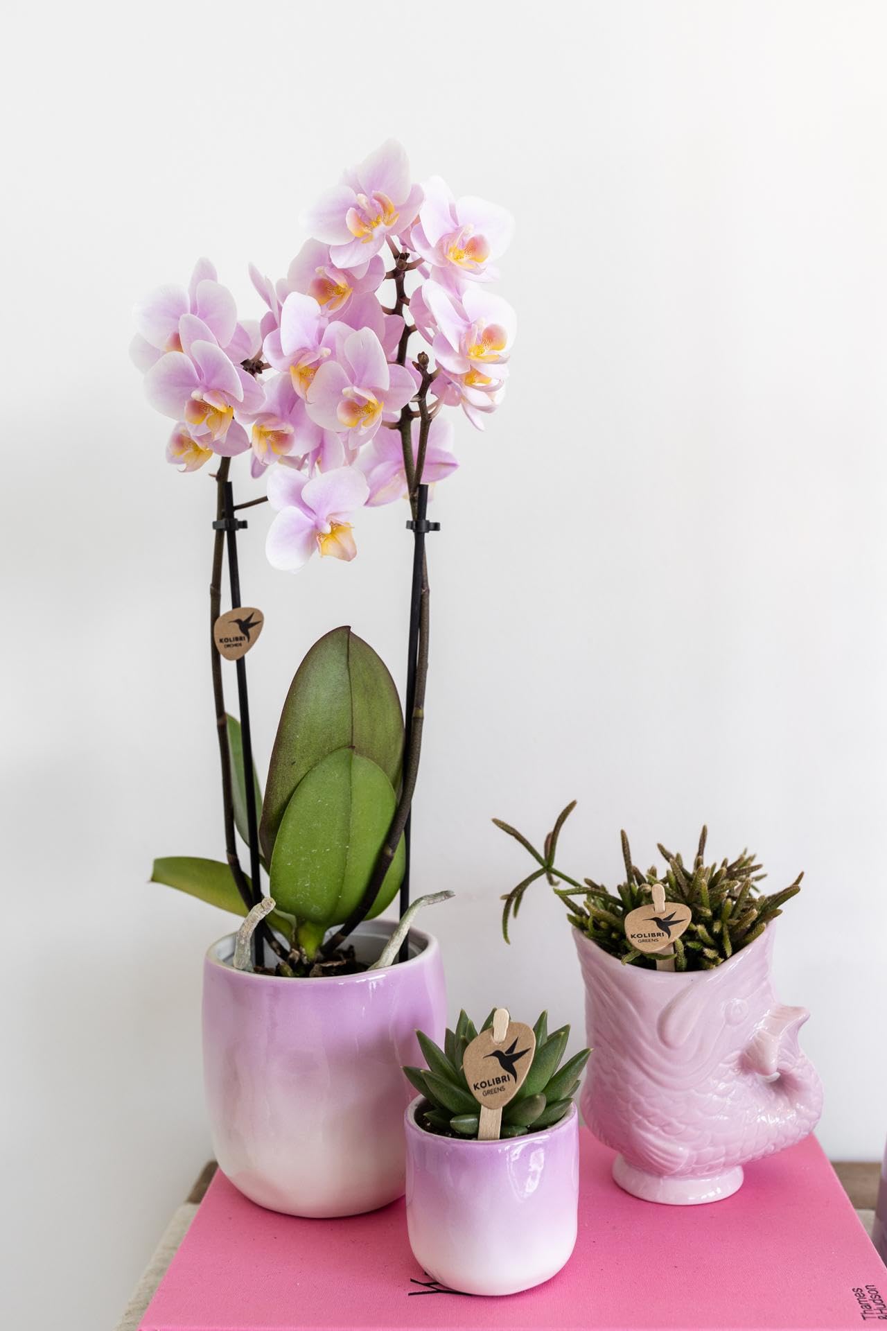 Rose Orchidee (Phalaenopsis)