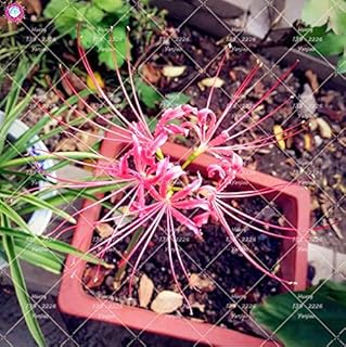 10: 2 Pezzi Vero Lycoris Radiata Bulbi Bana lampadine (Non Seeds) in Vaso di Fiori Lampadina Interna Della pianta dei Bonsai per la casa Giardino 10: Only Seeds
