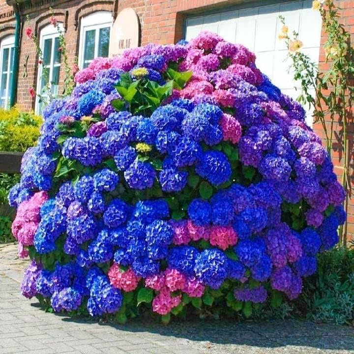 Amazon.com : Blue Pink Purple Hydrangea Seeds for Planting