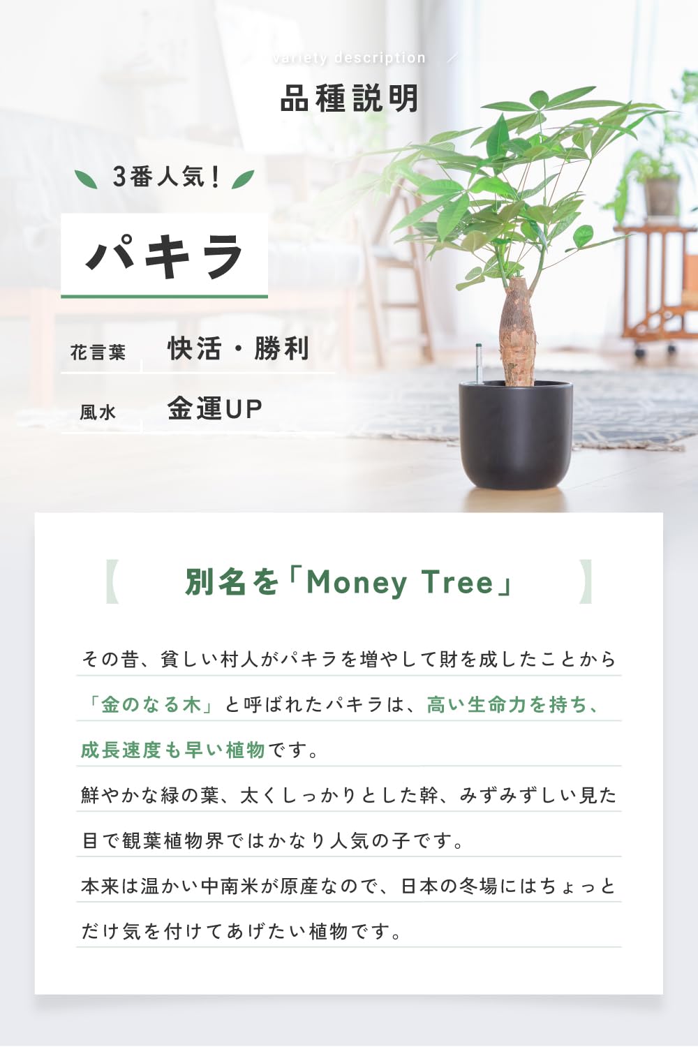 Amazon｜東京寿園 パキラ 大型 観葉植物 本物 土を使わない観葉植物