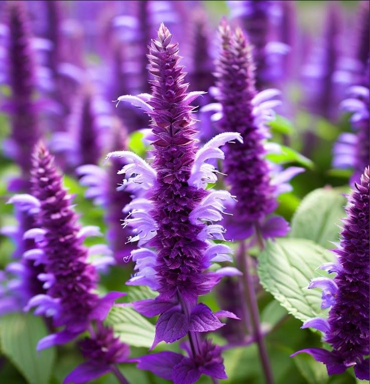 Amazon.com : AGASTACHE Rugosa (Purple Giant Hyssop, Korean Mint