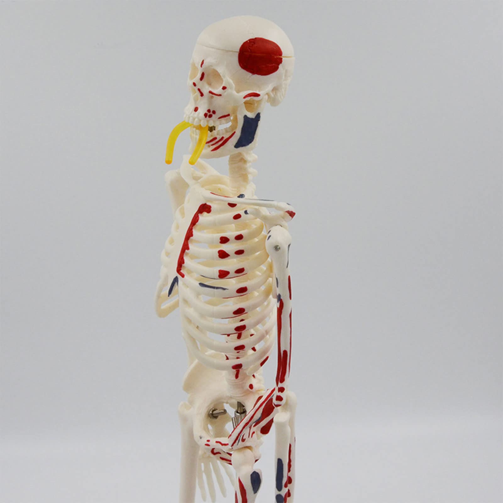 Modello scheletro per anatomia 17 ' ' modello scheletro umano con braccia mobili Gambe Scientifico per studio base Umano per anatomia Bambini medico per studio medicina