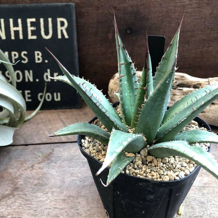 Amazon.co.jp: ホリダ ペロテンシス アガベ 希少 立派 多肉 : ホーム