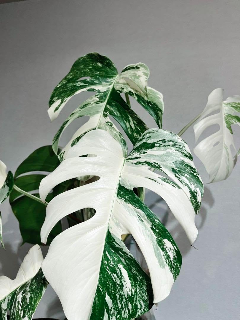 モンステラ斑入り 極美ハーフムーン株 ホワイトタイガー 高さ55cm 安定