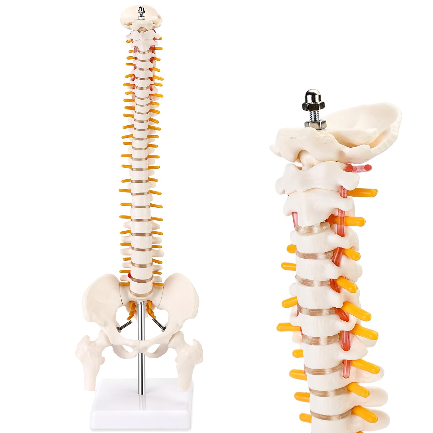 XKiss Miniature Spine Model,15.5" Spine Anatomy Model Spinal Cord with Model Details Vertebrae, Spinal Nerves, Lumbar & Pelvis, with Stand for Medical Students and Chiropractors