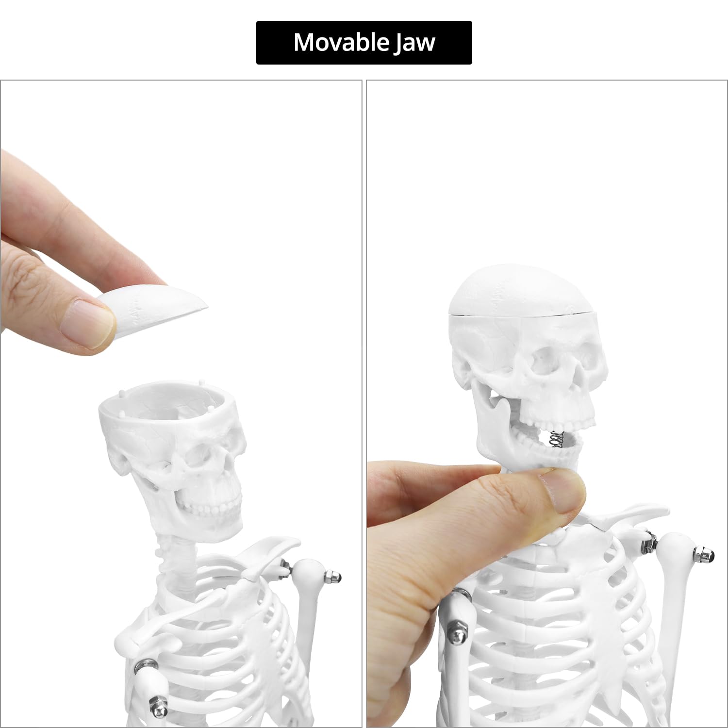 QWORK® Mini modèle de squelette humain, 45 cm, squelette anatomique, flexible, pour outil d'affichage d'enseignement médical