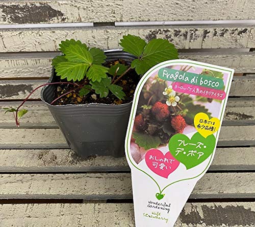Amazon.co.jp: 野菜苗 ワイルドストロベリー フレーズ・デ・ボア 9cm