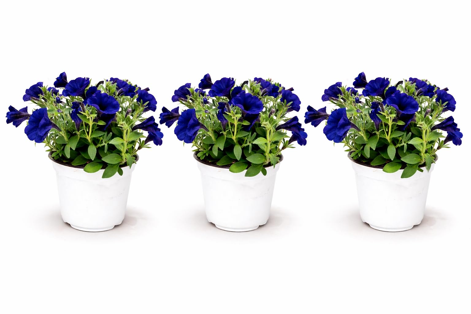 POWERS TO FLOWERS - PETUNIA, POTUNIA, SURFINIA COMPATTA BLU - 3 PIANTE VASO 14CM DIAMETRO, piante vere