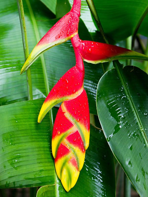 Exotica Tropicals Heliconia Fertilizer Professional Nursery Grade 4 LB 6 Month Slow Release Lobster Claw and Bird of Paradise Plant Food