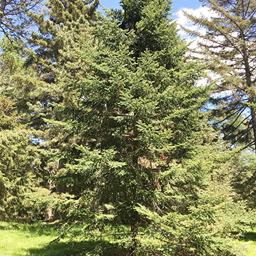 Balsam Fir Seeds Abies Balsamea Low Maintenance Fragrant Evergreen Showy Rock Gardens Screens Windbreaks Outdoor 30Pcs Tree Seeds By Yegaol Garden #TOP1