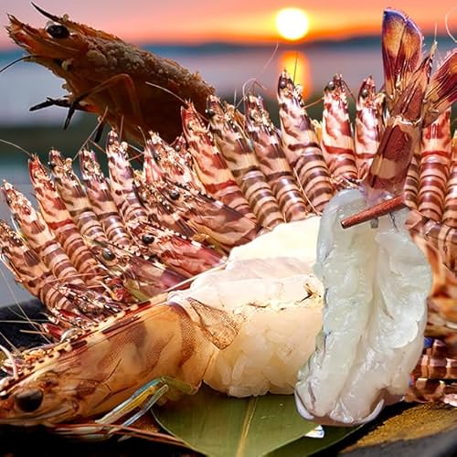 車海老 標準ML【活〆冷凍】生 車えび 1kg(30〜44尾)熊本県天草産 維和島 車エビ 急速冷凍 養殖場直送 刺身 新鮮 クルマエビ