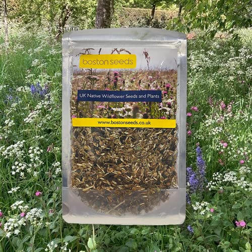 Boston Seeds Heavy Shade Wildflower Seeds (10-200cm) - Perennial Wildflower Seed Mix with 24x Flower Species. Wildflower Seeds for Woodland & Shaded Areas. British Native Wild Flower Seed Mix (50g)