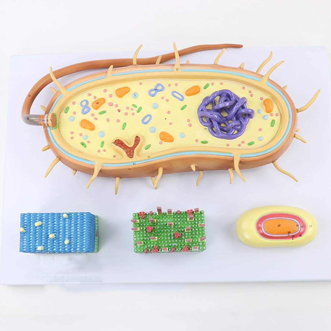 Model Nauczania, Naukowa Anatomia Biologiczna, Model Kernanatomii Komórek Bakteryjnych, Anatomiczny Model Bioflagellanu, Medyczny Materiał Dydaktyczny