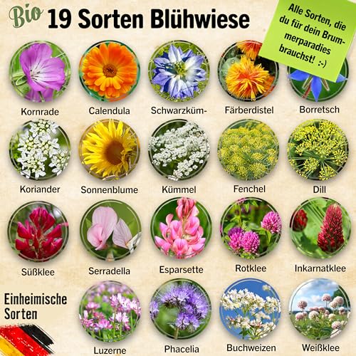 Little Plants Little Plants Bienenweide - 125g Bio Samen Bienenwiese - Blumenwiese Samen mehrjährig winterhart - Enthält 19 Sorten Wildblumensamen und Kräutersamen - Bienenwiese Saatgut - Nachhaltig verpackt - Produktansicht 3 | TV | Video | Foto
