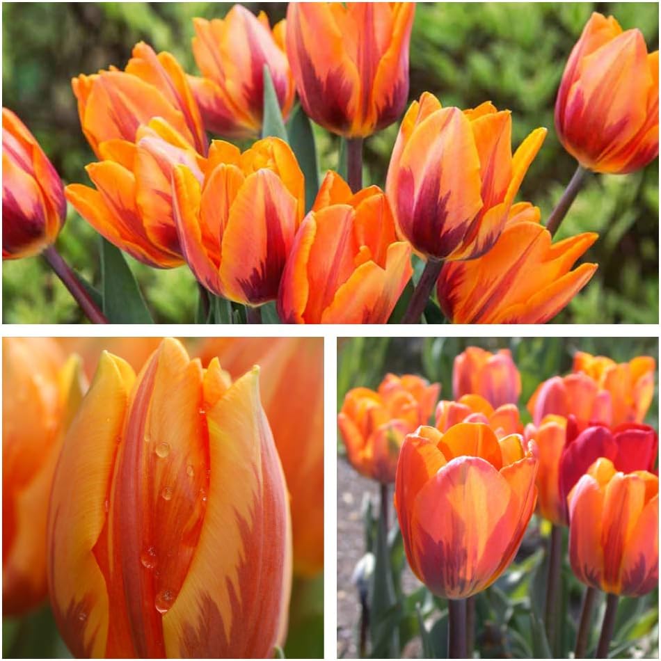 Single Early Tulip Prinses/Princess Irene x 10 Flower Bulbs Size 10/11 Salmon and Orange Spring Flowers. Easy to Grow