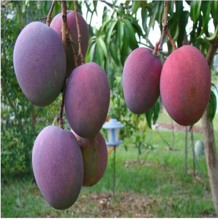 Sambriddhi Nursery Multe culor mango, Japani red mango Plant|Mango Plant Grafted Hybrid