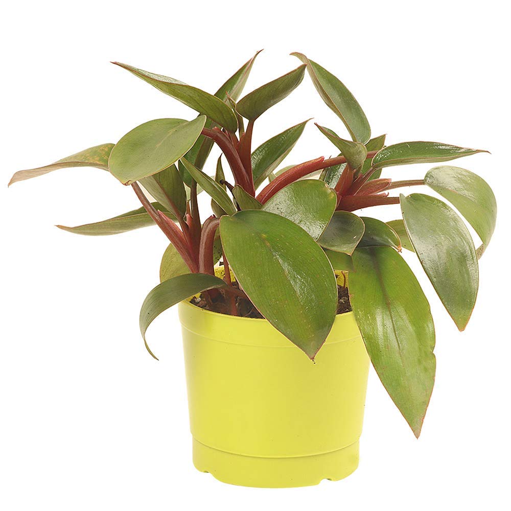 Green Paradise® Red Philodendron live Plant Indoor Money Plant for Good luck (B07ZDBS99H) Amazon Price History, Amazon Price Tracker