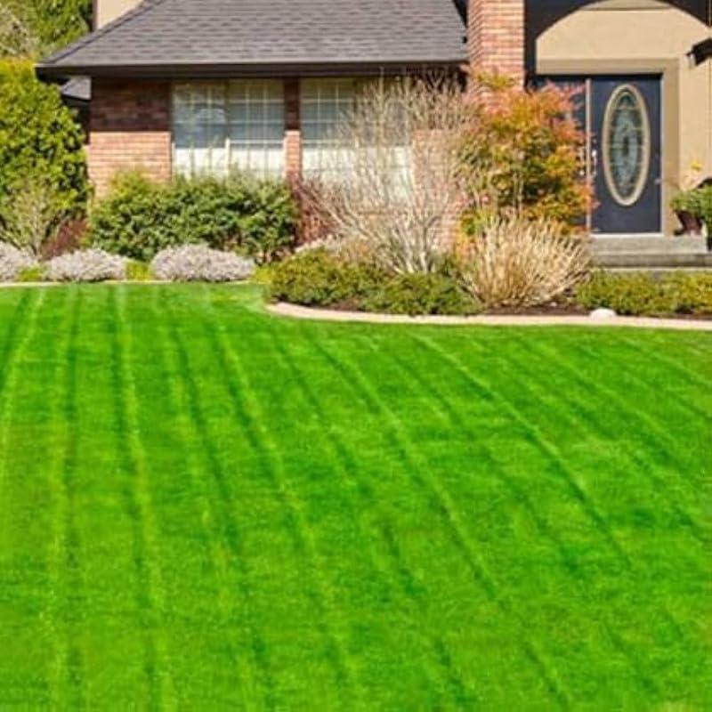 Garden grass seeds | Green grass seeds Pack of 18000 (B0DBHHG918) Amazon Price History, Amazon Price Tracker