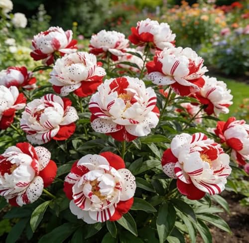 Rizomi di peonia - Rizomi di peonia sfusi in vendita - Arbusto robusto - Perenni resistenti e robusti - Decorazione da giardino-1 unità-A