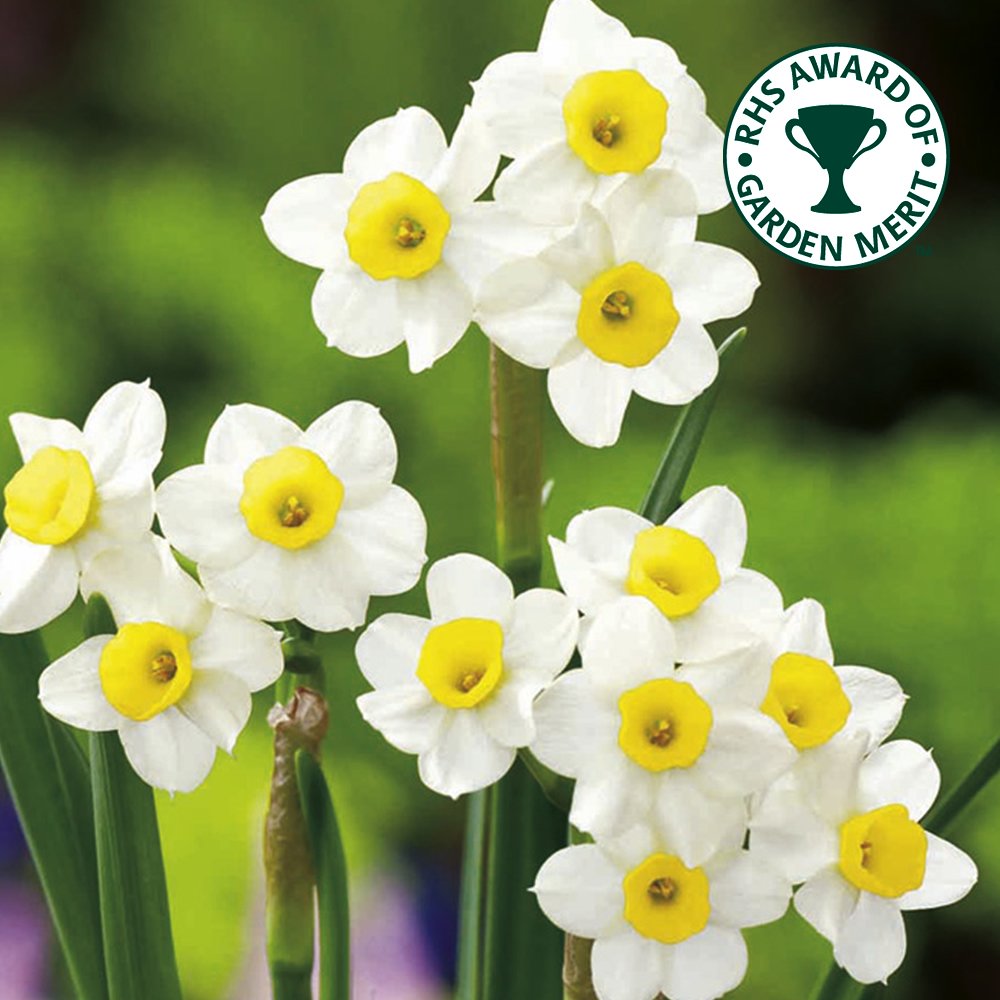 Narcisse Minnow Nain Jonquille de Rocaille Bulbes à Floraison Printanière