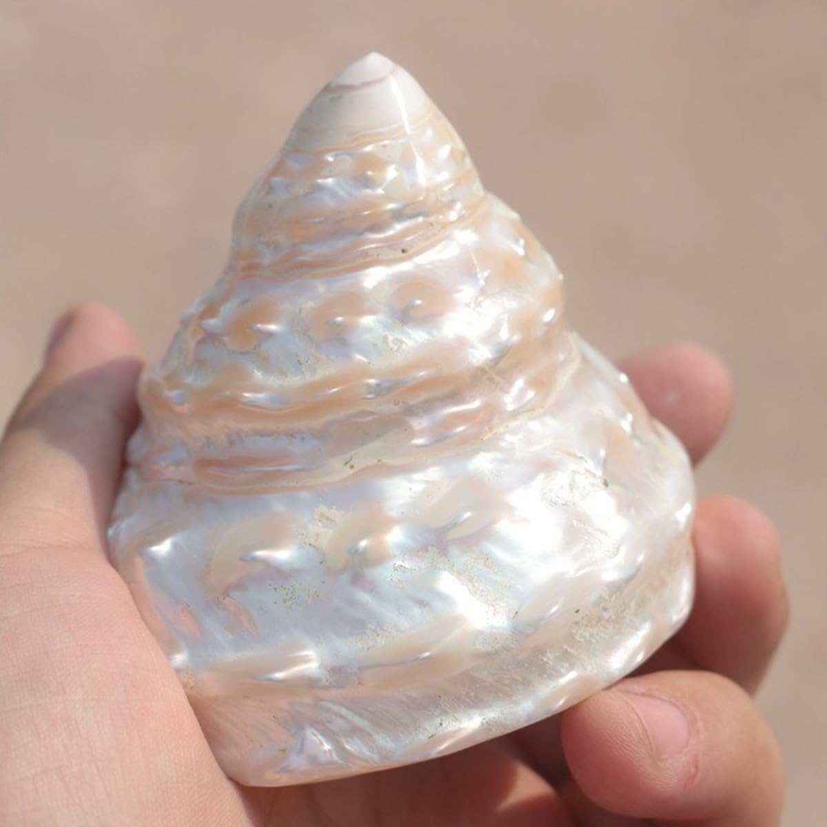 Shell, Naturalne muszle morskie, muszla z pereł oceanicznych o średnicy 6-11 cm(7cm)