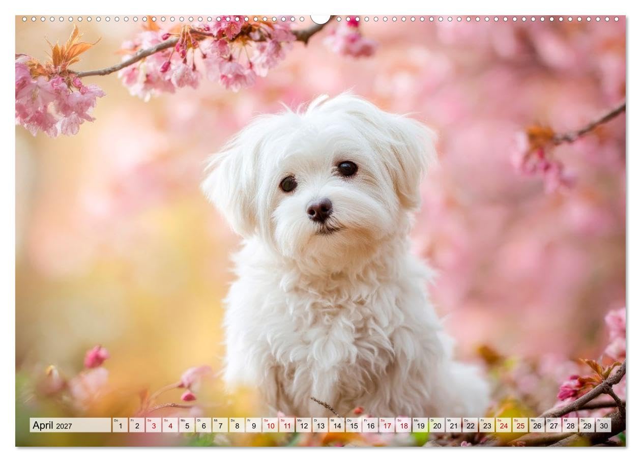 CALVENDO · Malteser - Hunde mit Herz und Charme (Kalender 2027) | DIN A2 Querformat · Wandkalender · Momente voller Anmut und Freude erleben