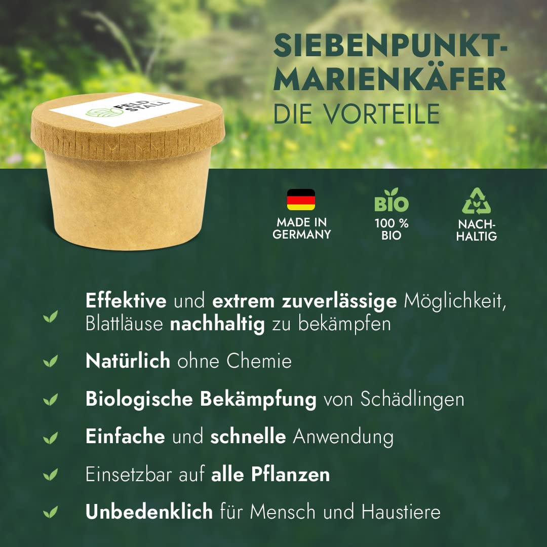 Siebenpunkt-Marienkäfer Eier/Larven (100-150)- Natürliche Schädlingsbekämpfung der Blattläuse für Garten, Kleingewächshäuser, Wintergarten, Büro - Coccinella septempunctata
