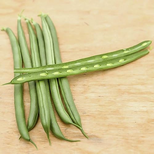 GURNEY'S - Pole Bean Seychelles Pkt - Aprox. 2oz. de semillas