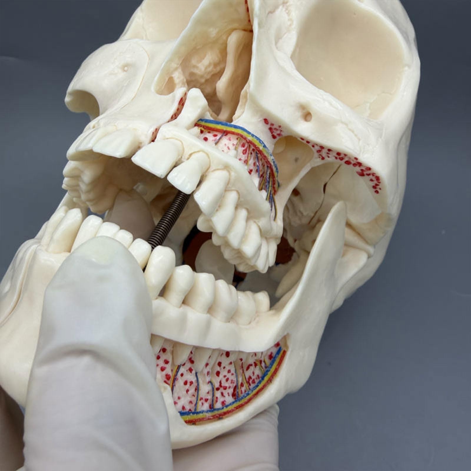 Modello anatomico del cranio umano per l'odontoiatria - 10 parti staccabili per uno studio dettagliato di arterie, vene e sistema neurologico | Perfetto per lo studio di anatomia e fisiologia