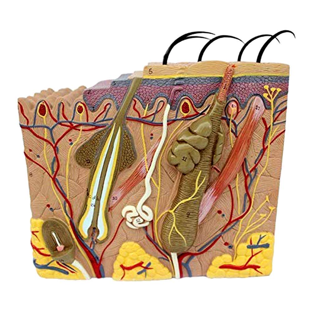 Anatomia człowieka Skóra Tkanka podskórna Model anatomiczny Skóra medyczna Nauka Materiały medyczne Narzędzia dydaktyczne