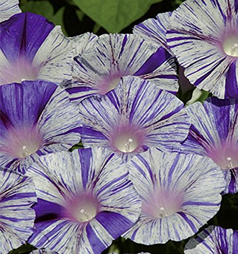 Trichterwinde Ipomea Azzurro di Venezia Höhe bis 250 cm