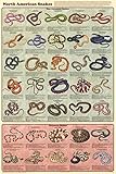North American Snakes Educational Science Chart Poster