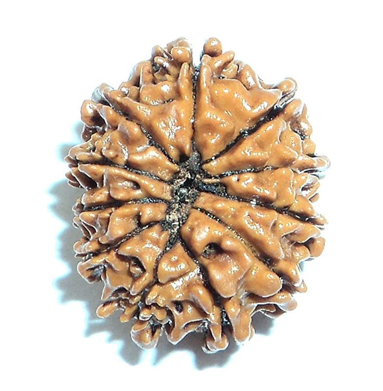 11 Mukhi Rudraksha semilla marrón original de Nepal contra el estrés cotidiano